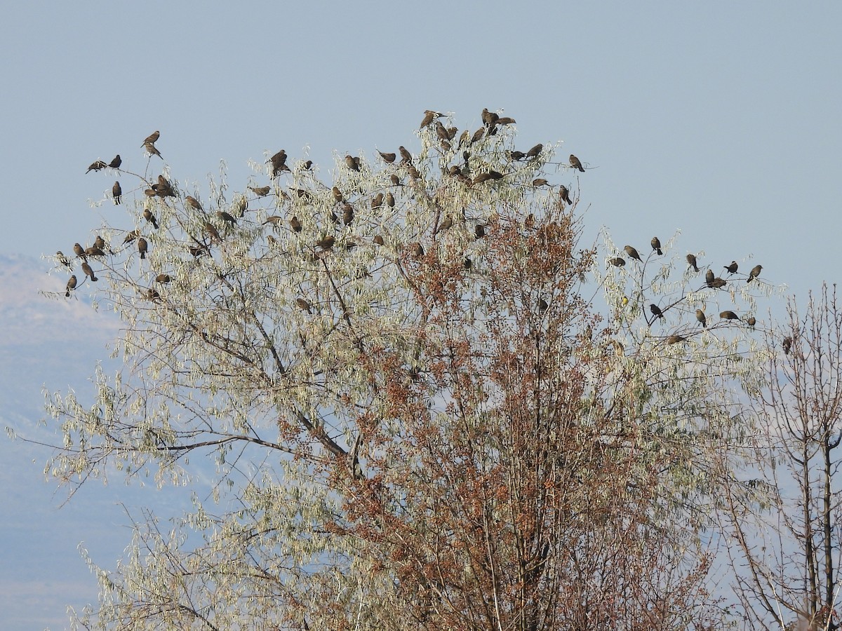Red-winged Blackbird - ML646452755