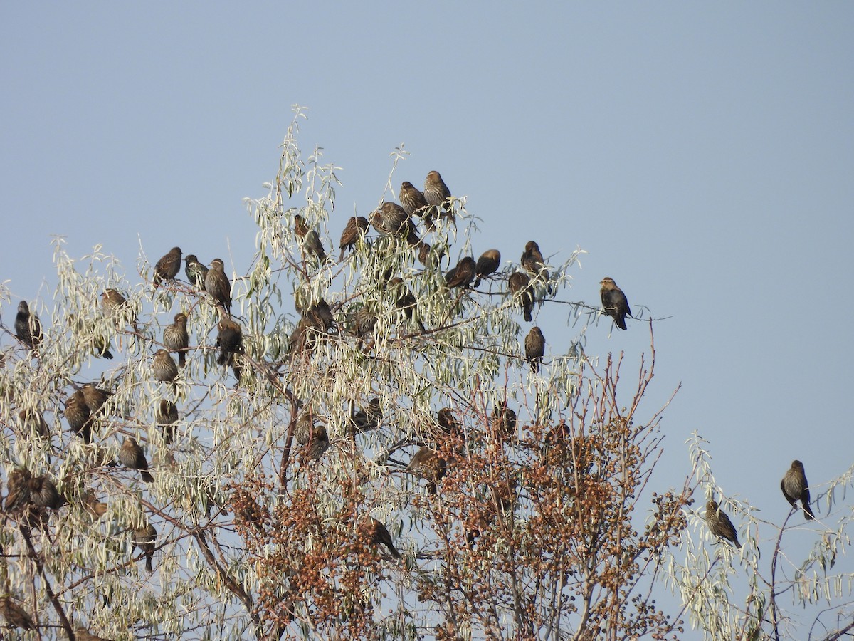 Red-winged Blackbird - ML646452756