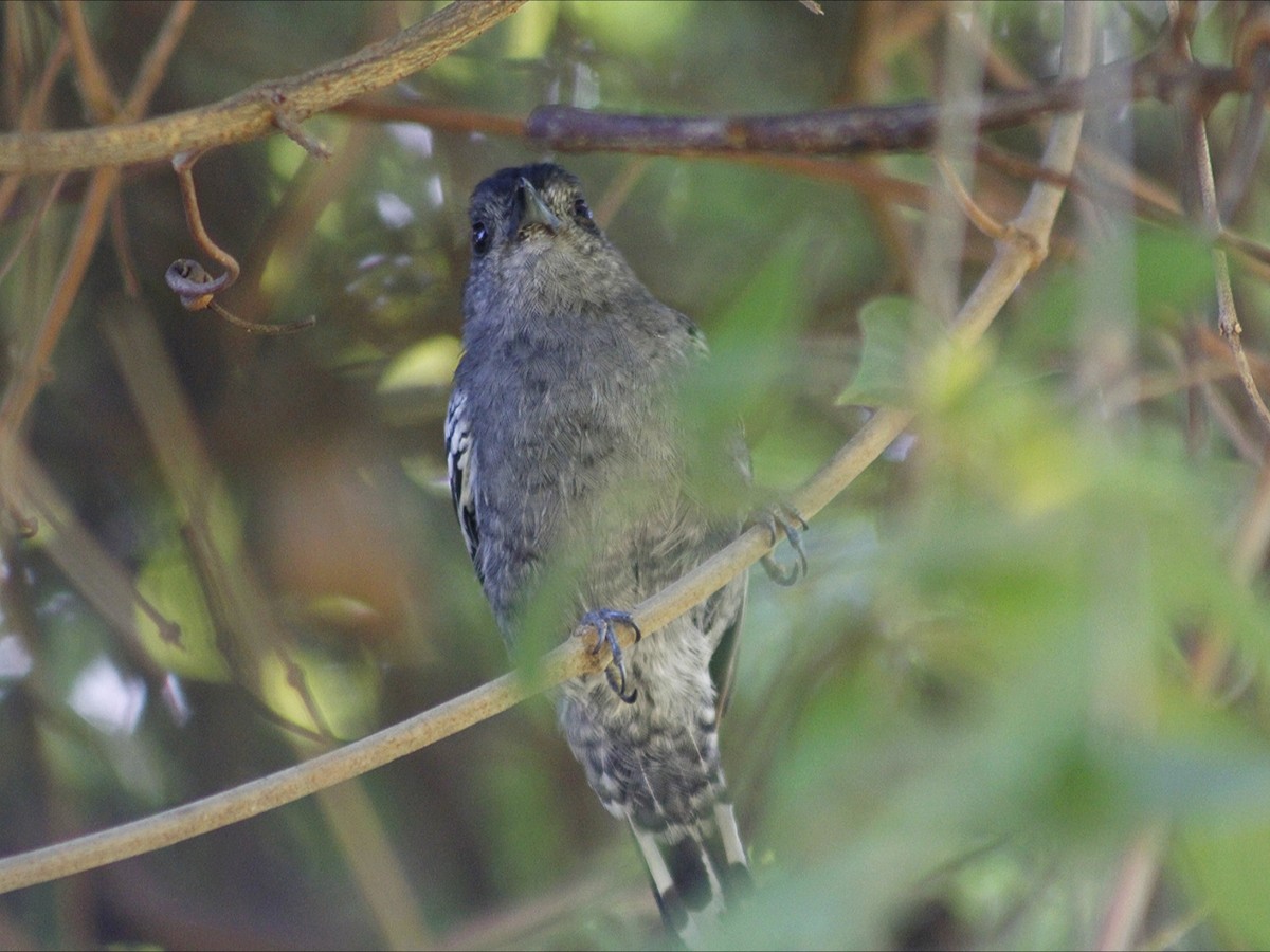 Variable Antshrike - ML646452758