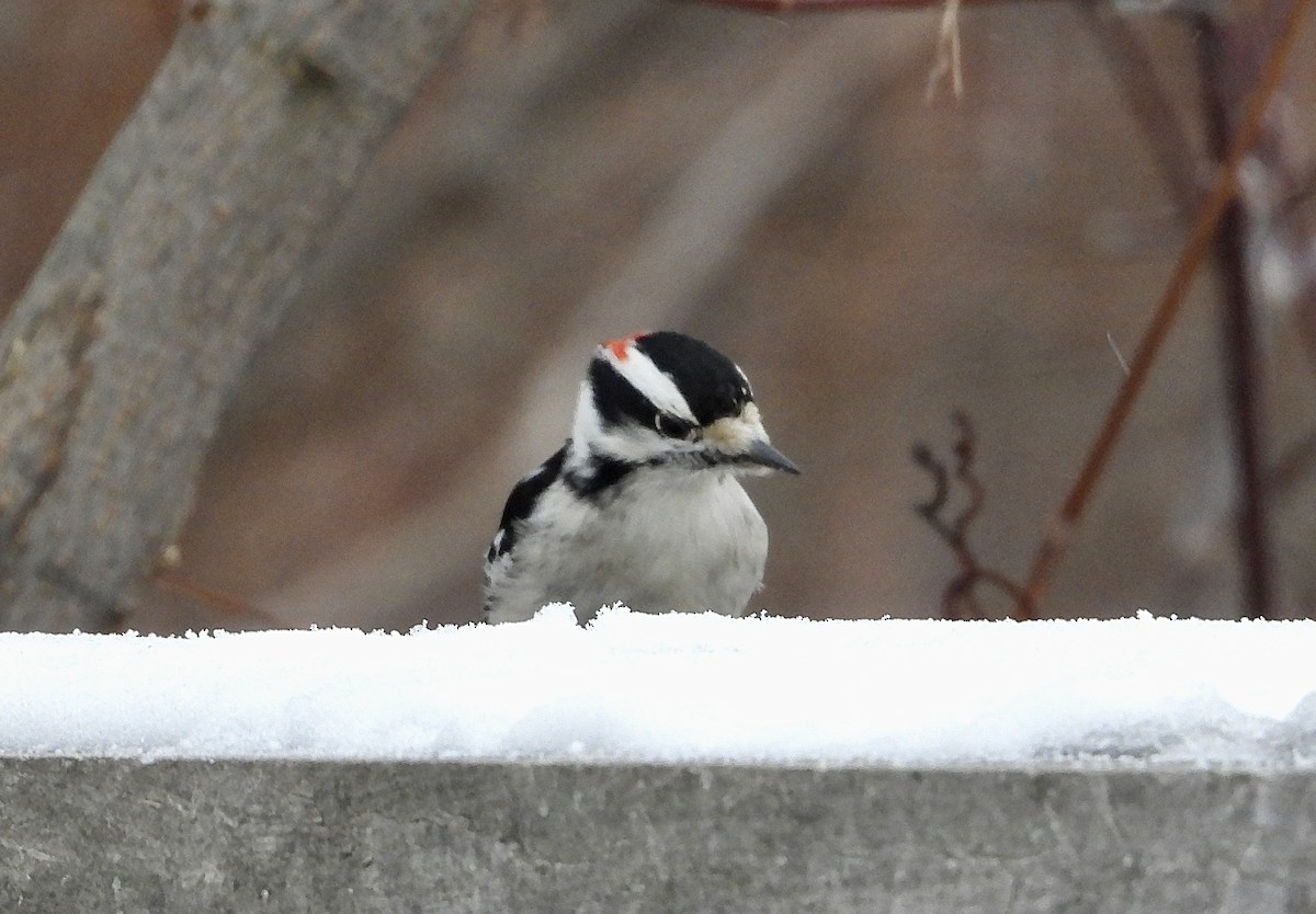 Downy Woodpecker - ML646452759