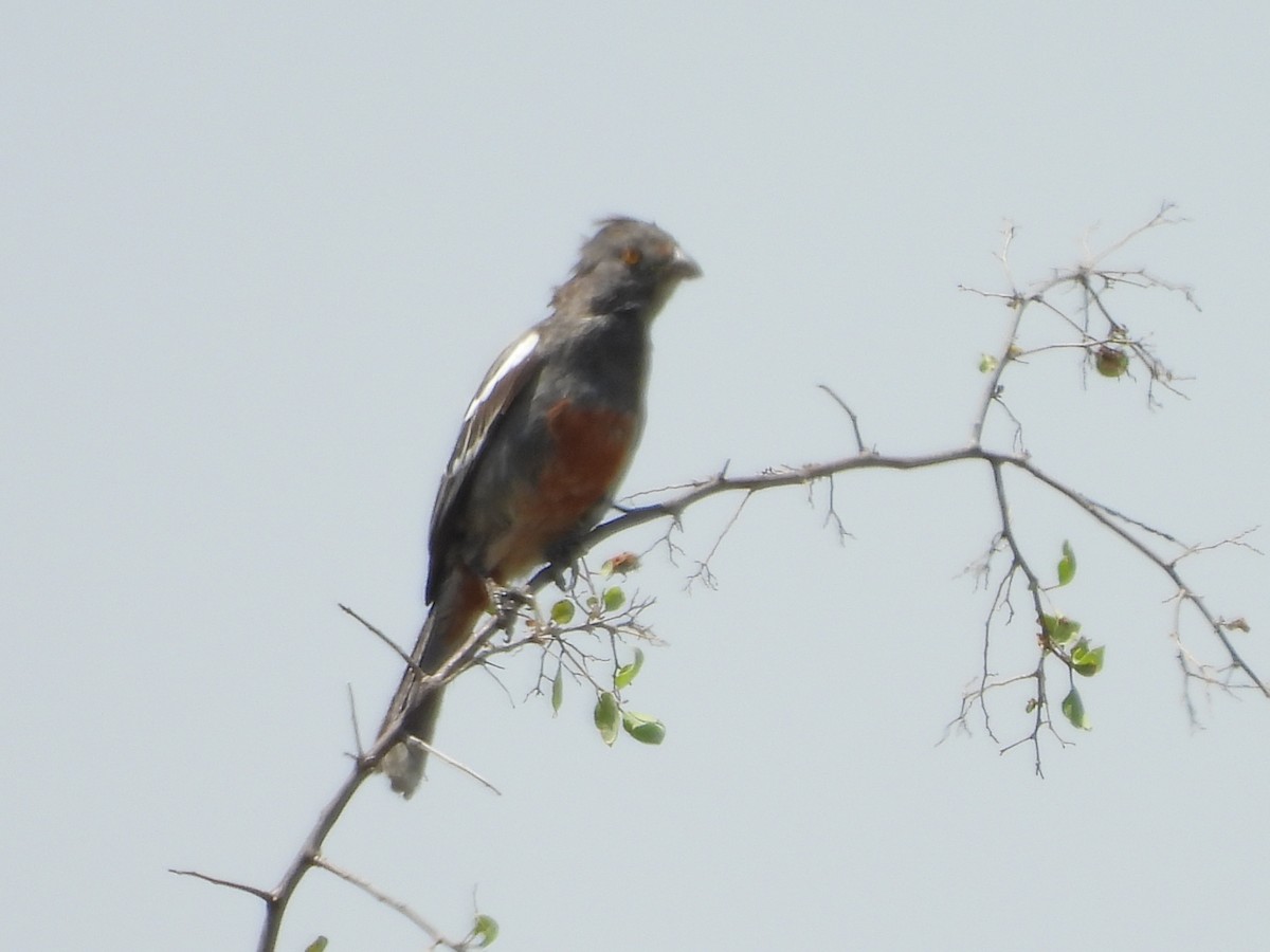 Рара перуанська - ML646452760