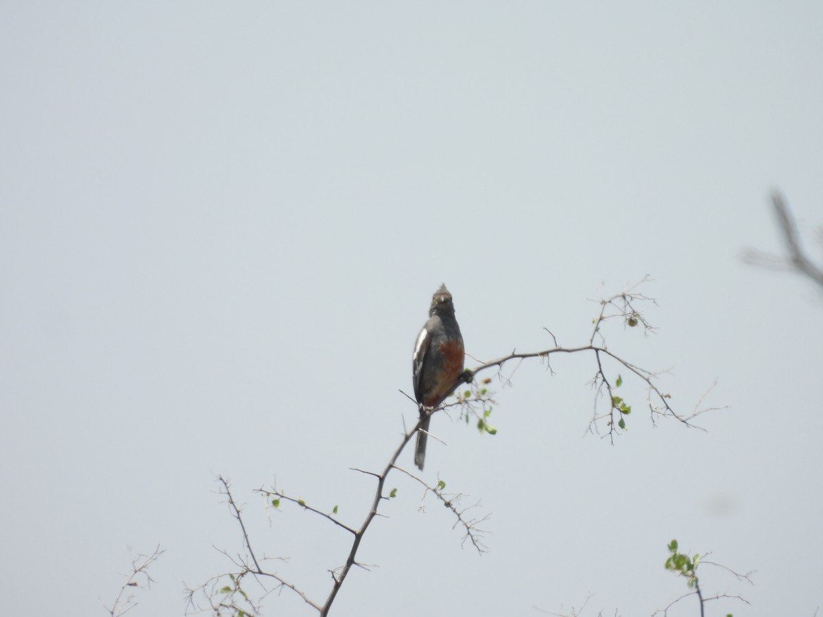 Рара перуанська - ML646452762