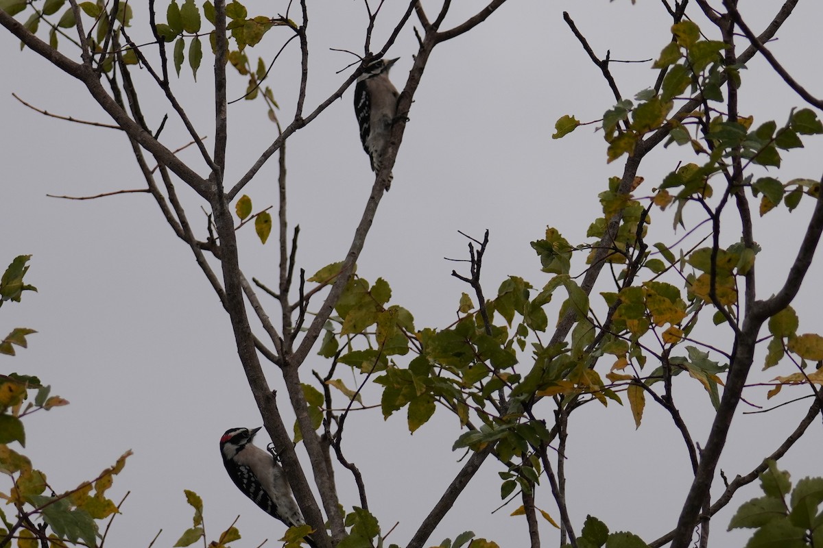 dunspett - ML646452764