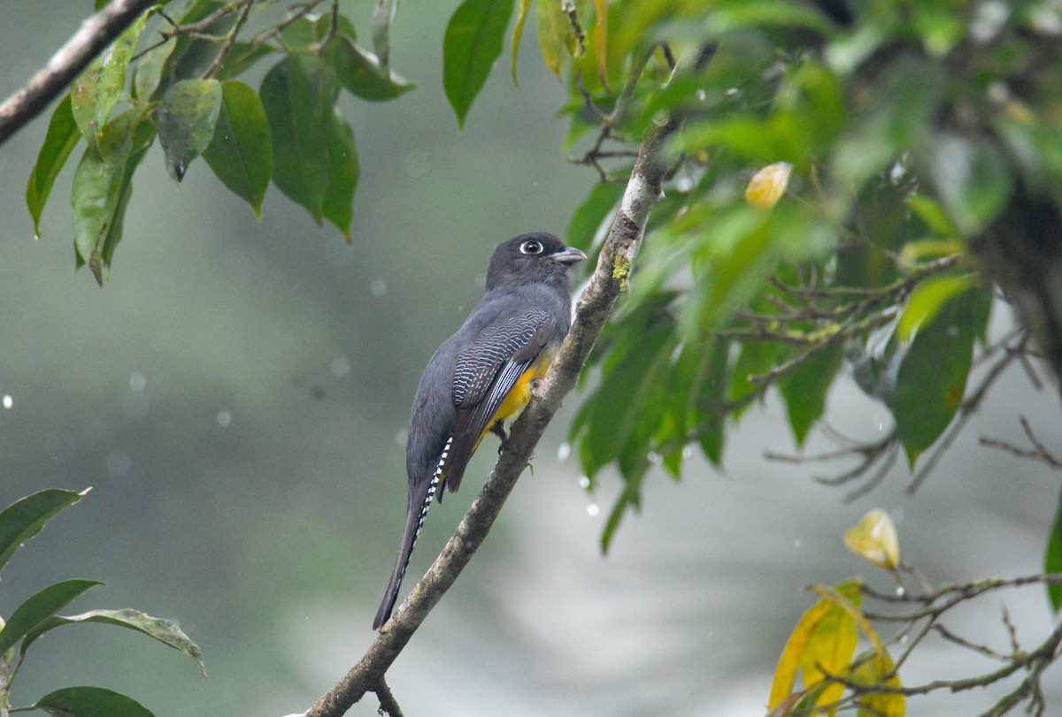 Gartered Violaceous Trogon - ML646452768