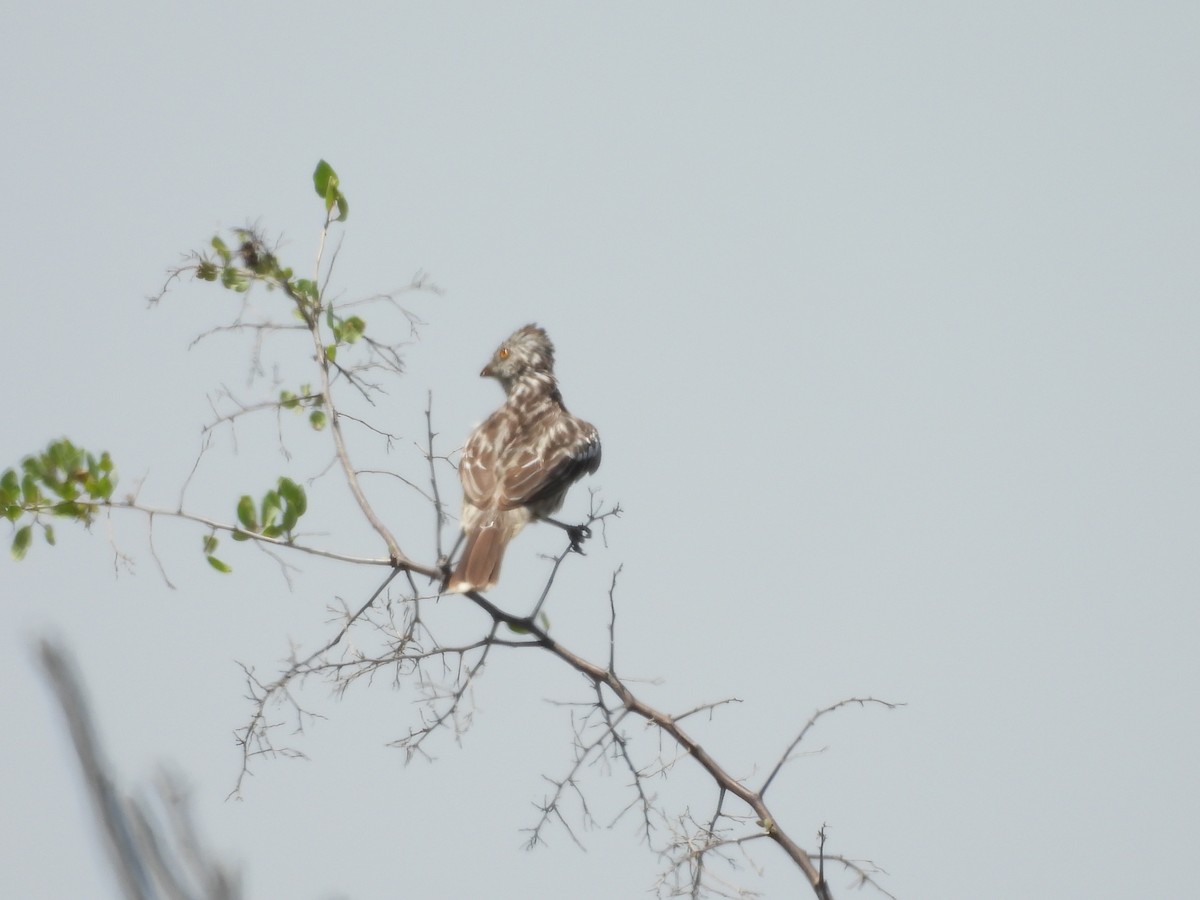 Рара перуанська - ML646452771