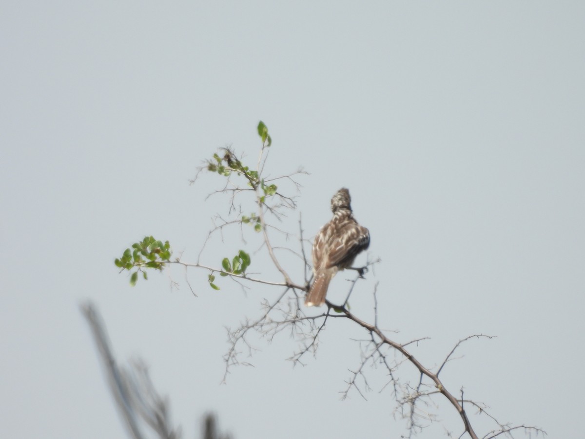 Рара перуанська - ML646452772