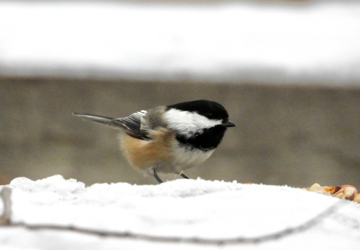 Black-capped Chickadee - ML646452774