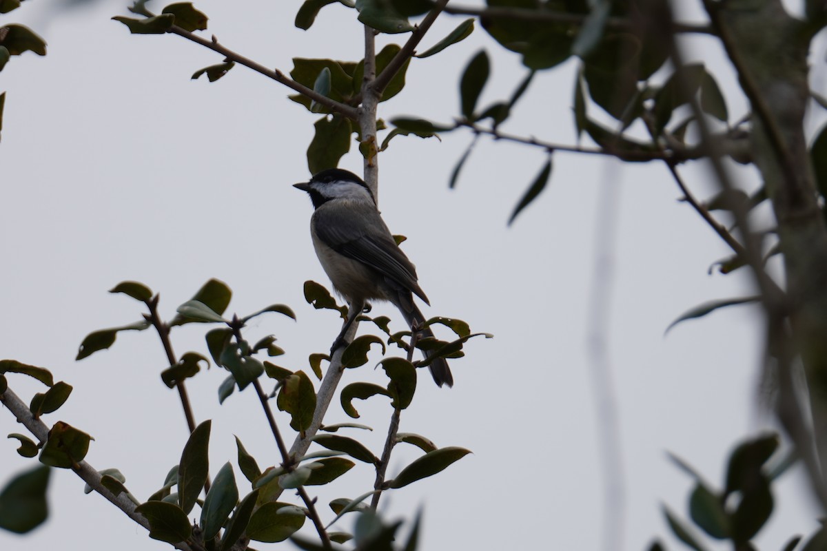 karolinameis - ML646452777