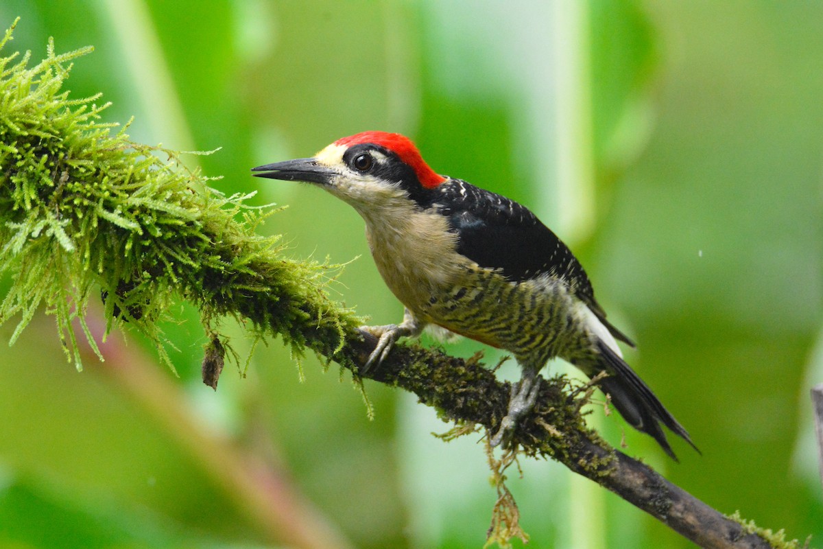 Black-cheeked Woodpecker - ML646452779