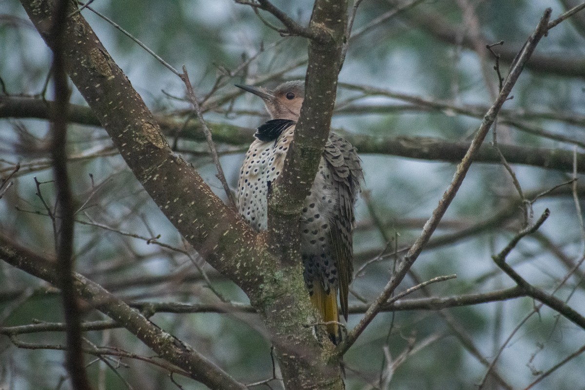 Northern Flicker - ML646452783