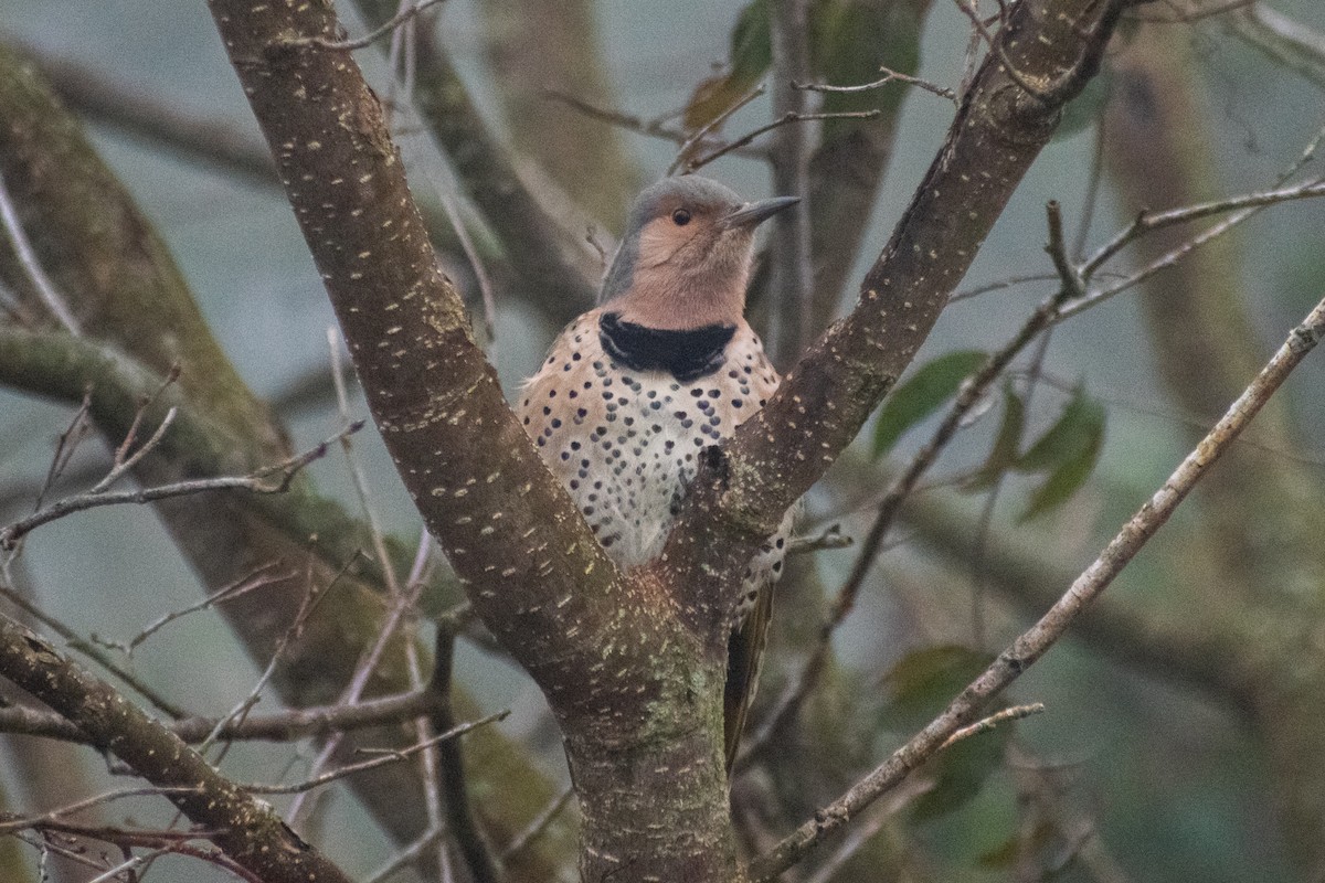 Northern Flicker - ML646452784