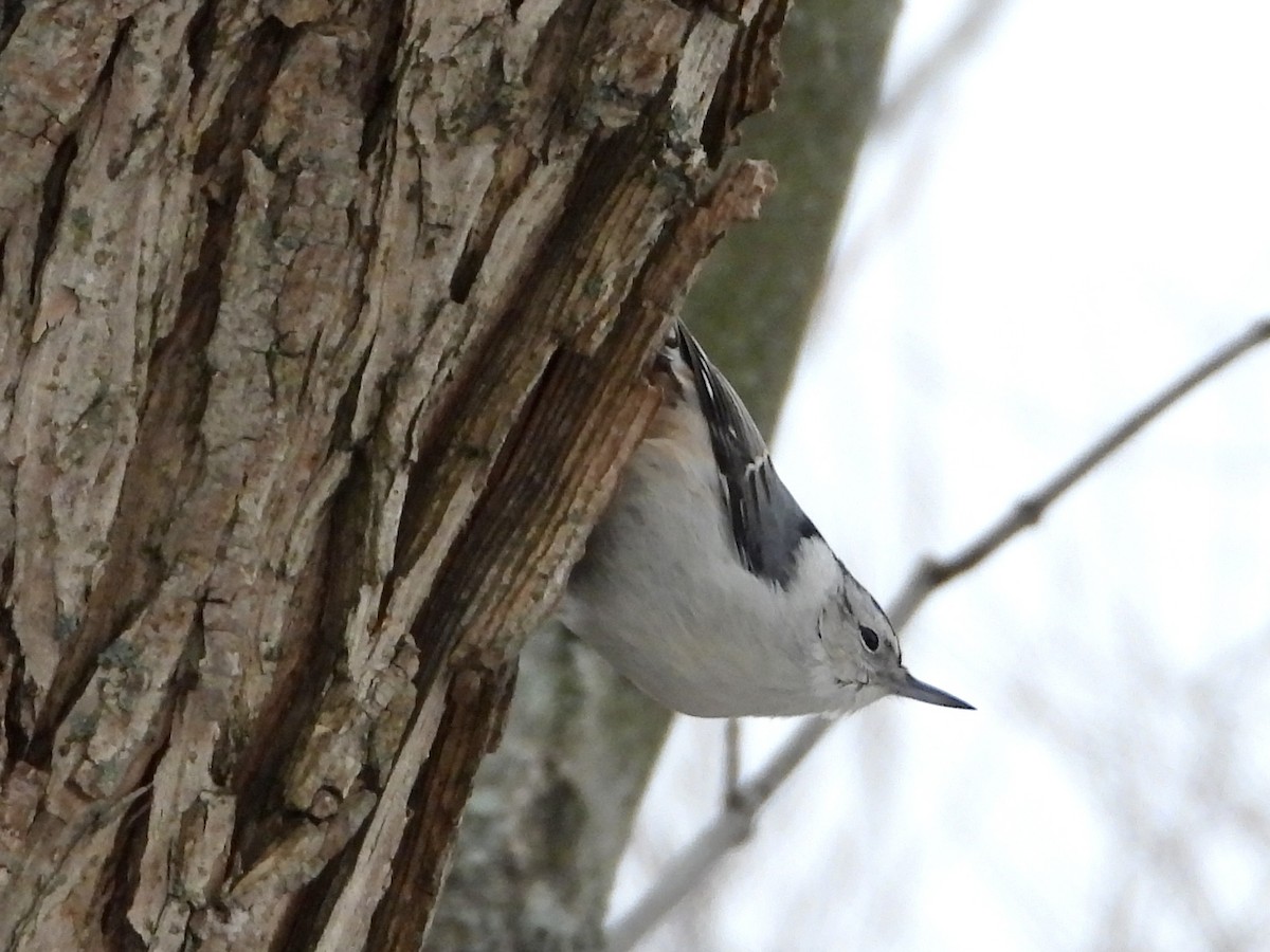 White-breasted Nuthatch - ML646452786