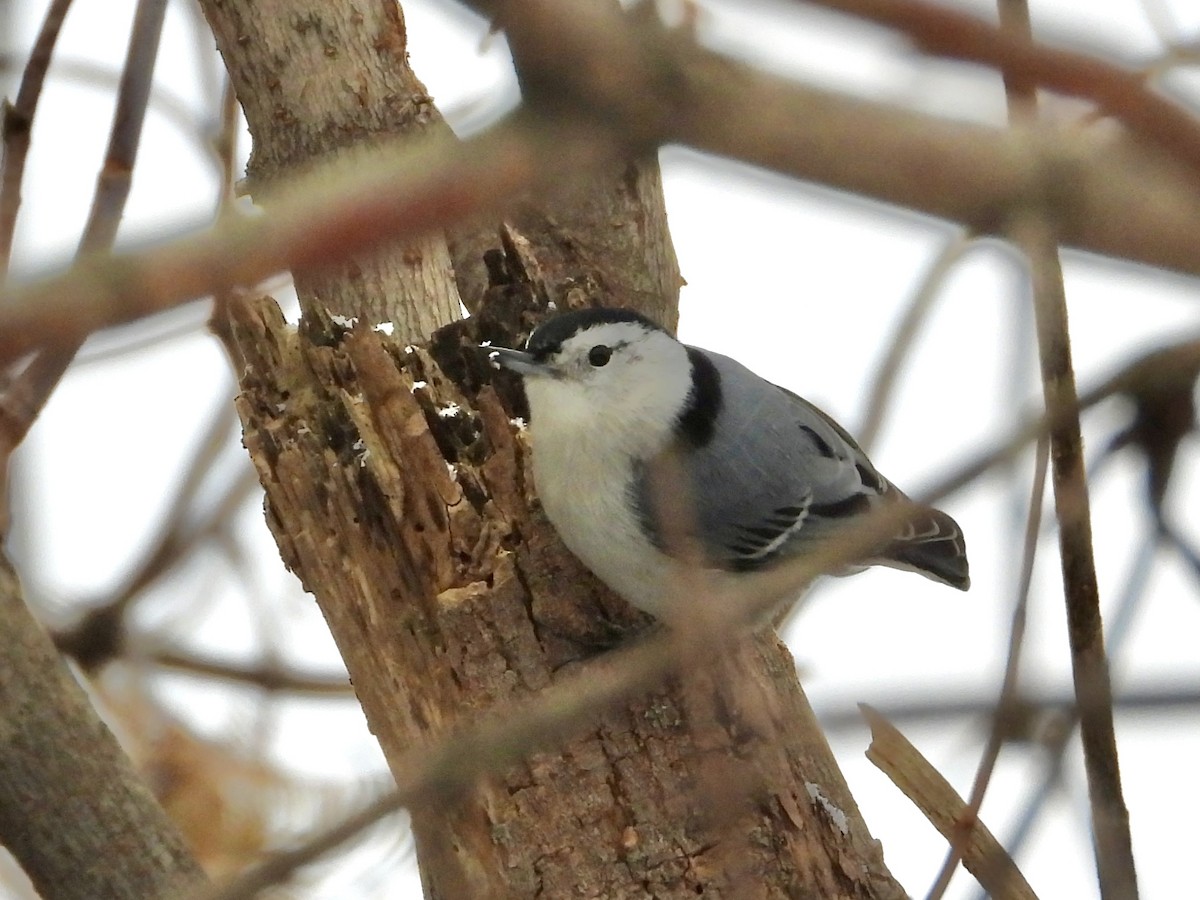 White-breasted Nuthatch - ML646452787