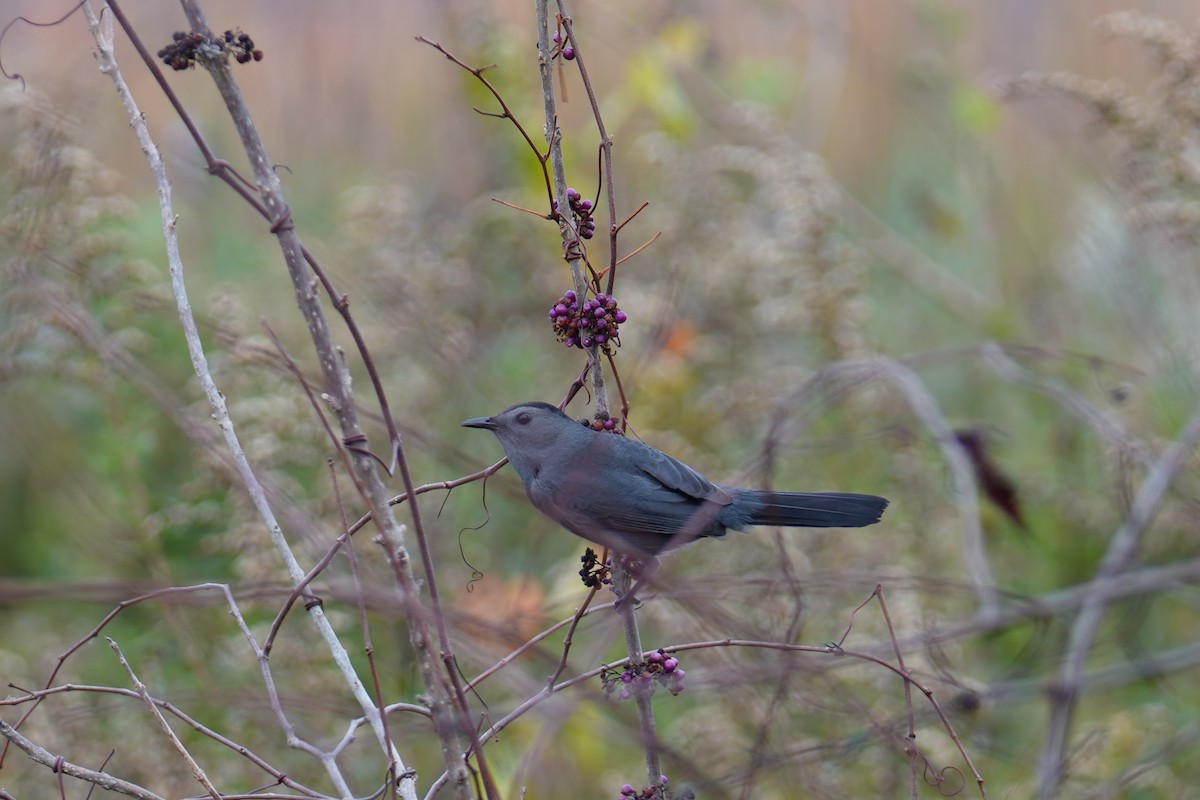 kattespottefugl - ML646452794