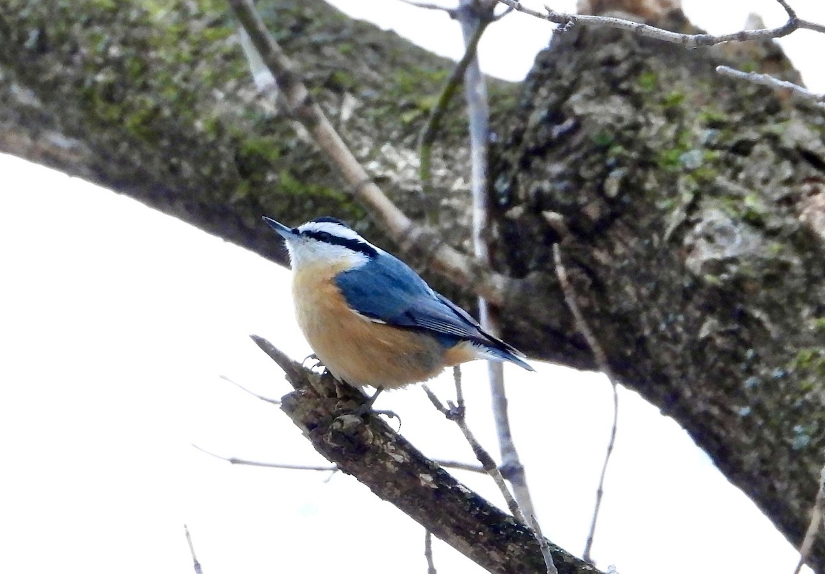 Red-breasted Nuthatch - ML646452796