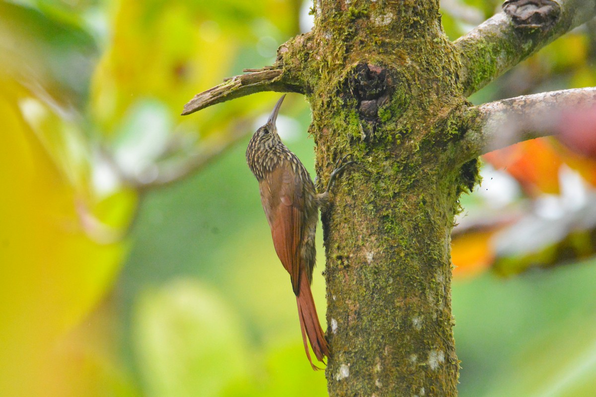 Streak-headed Woodcreeper - ML646452797