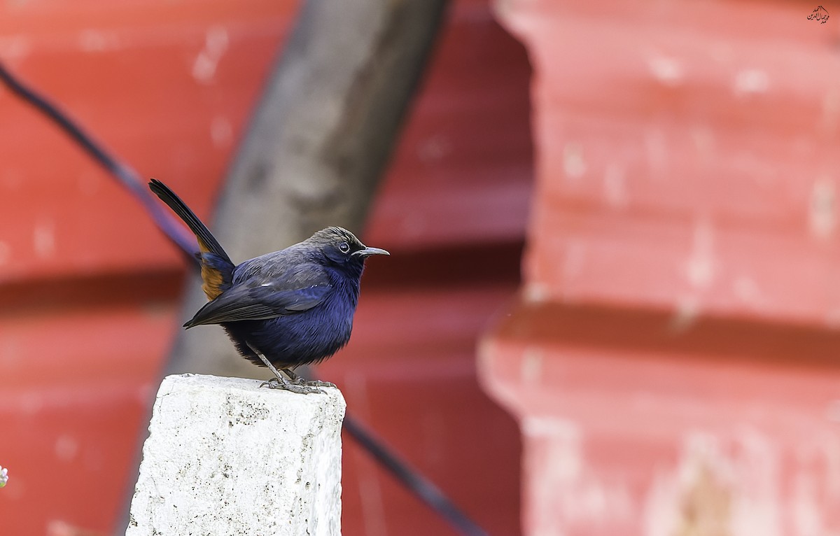 Indian Robin - ML646452799