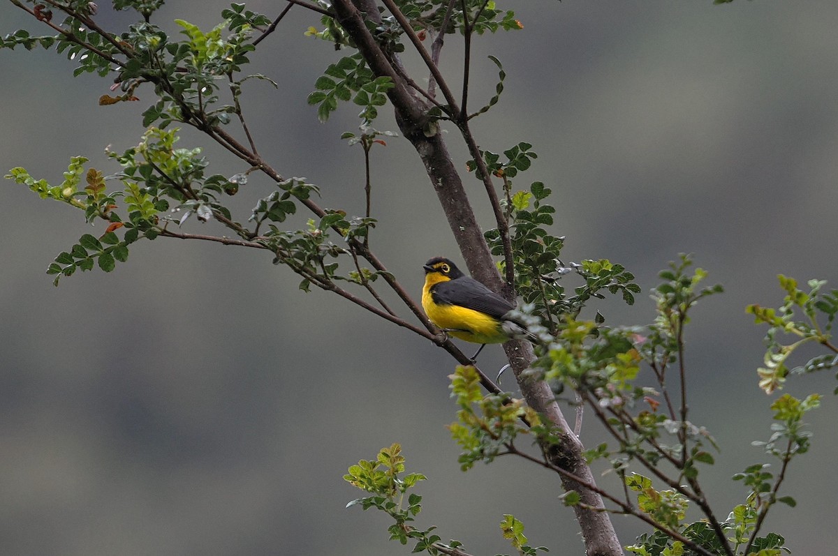 Spectacled Redstart - ML646452800
