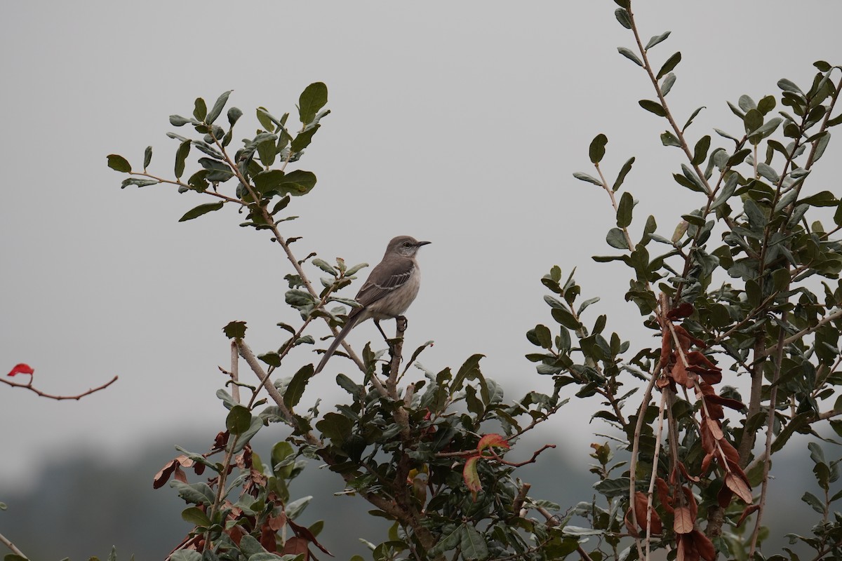 sangspottefugl - ML646452806