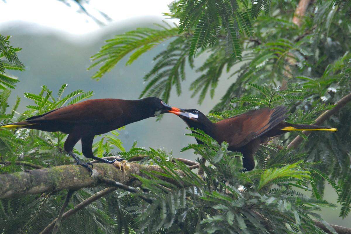 Montezuma Oropendola - ML646452809