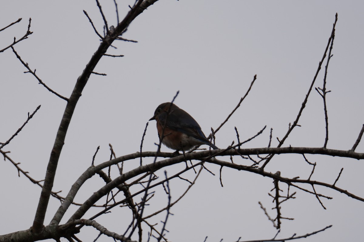 østblåfugl - ML646452811