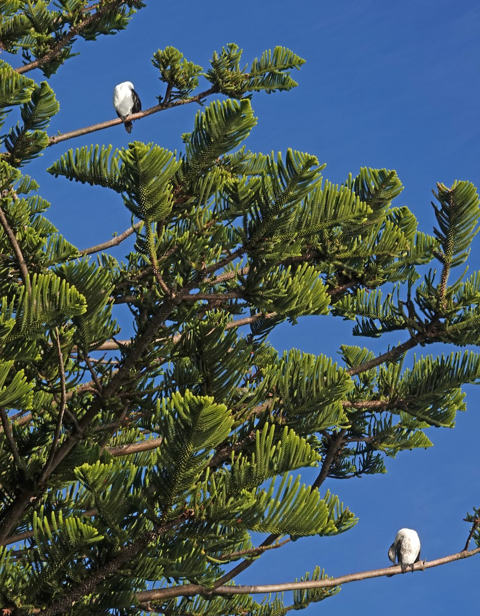 Pied Cormorant - ML646452814