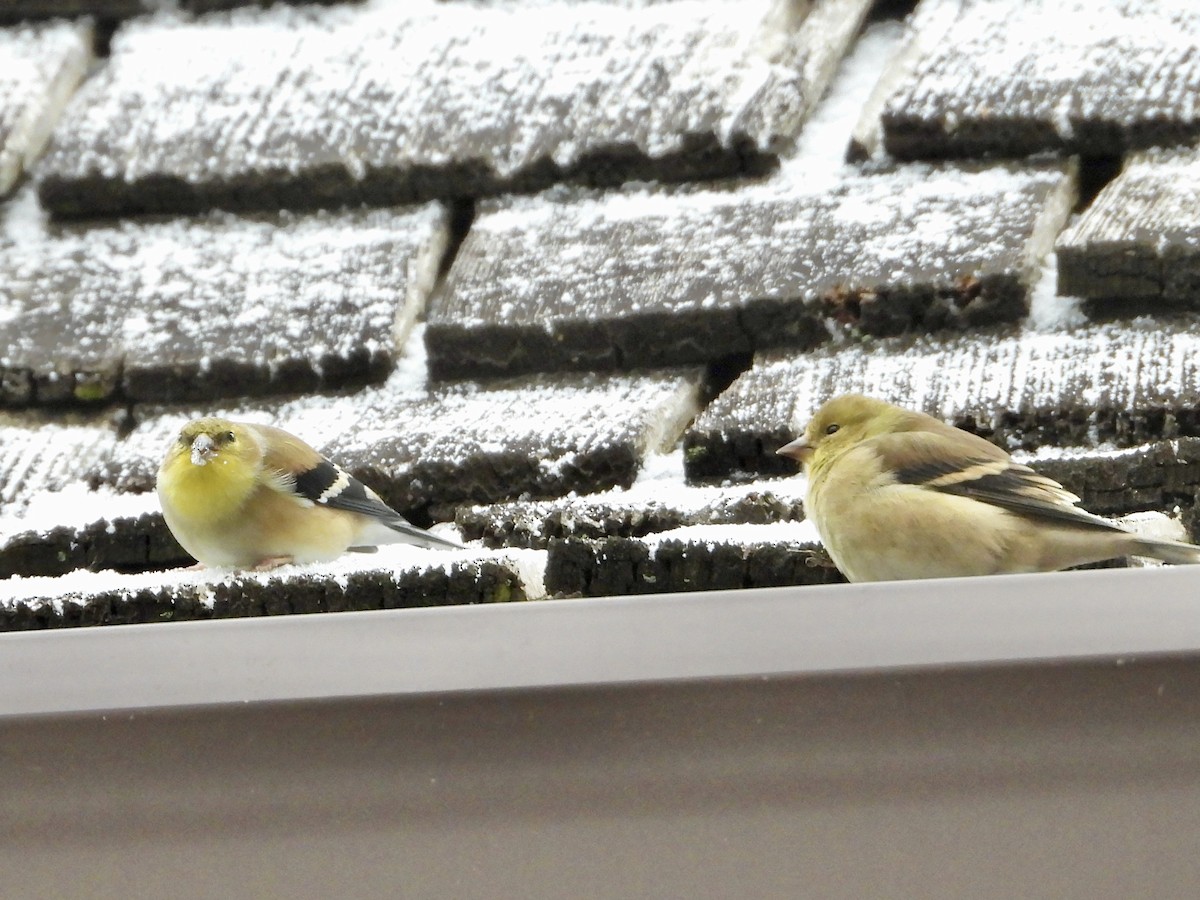 American Goldfinch - ML646452815