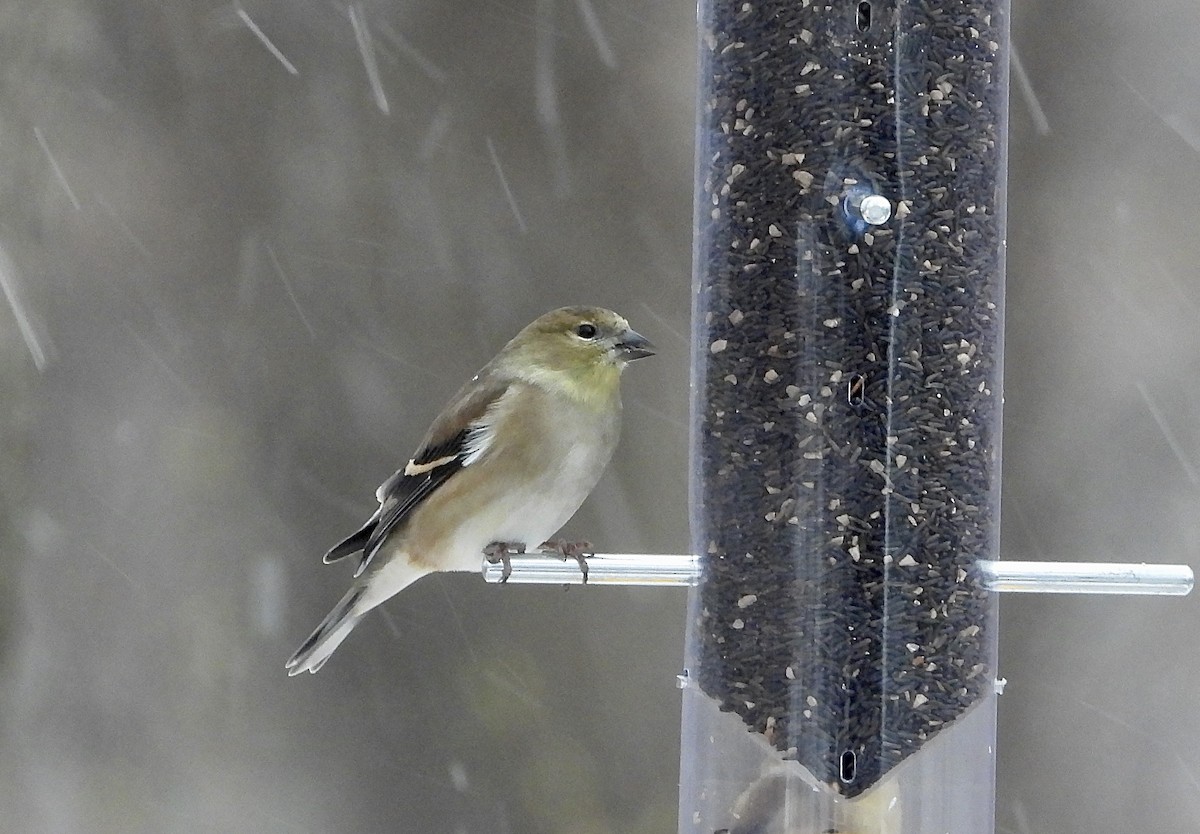 American Goldfinch - ML646452816