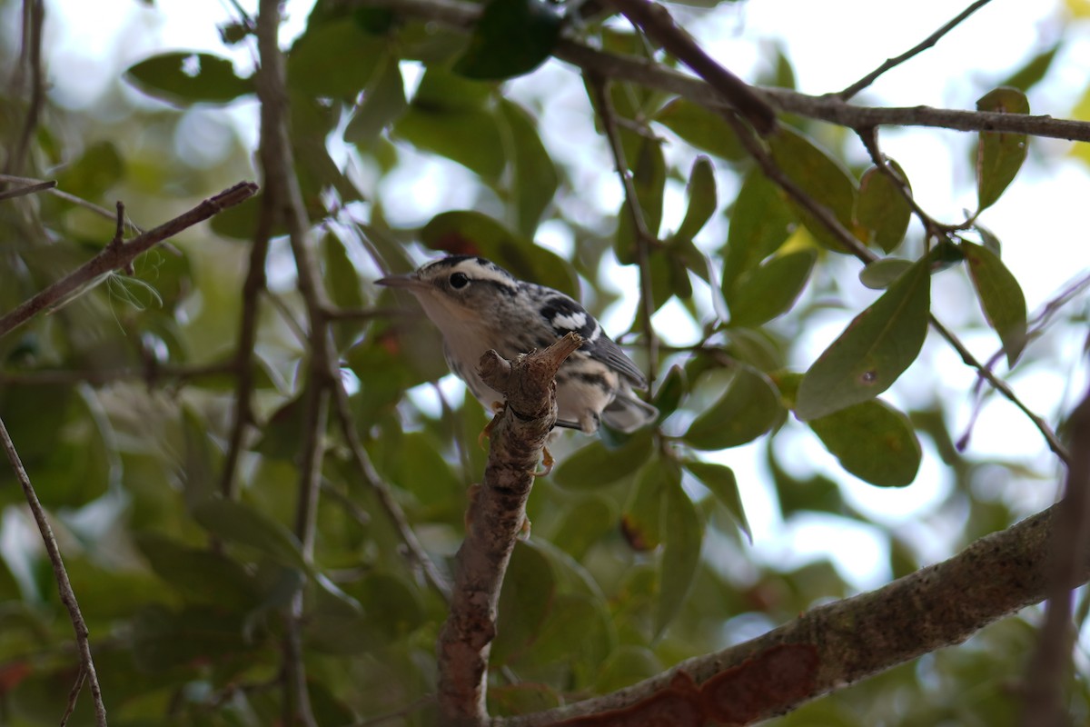 klatreparula - ML646452817