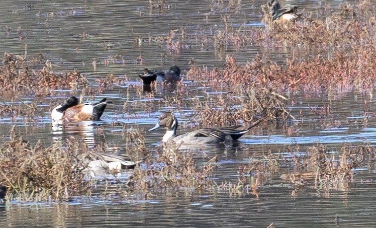 Northern Pintail - ML646452823