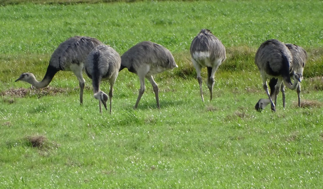 Ñandu nagusia - ML646452825