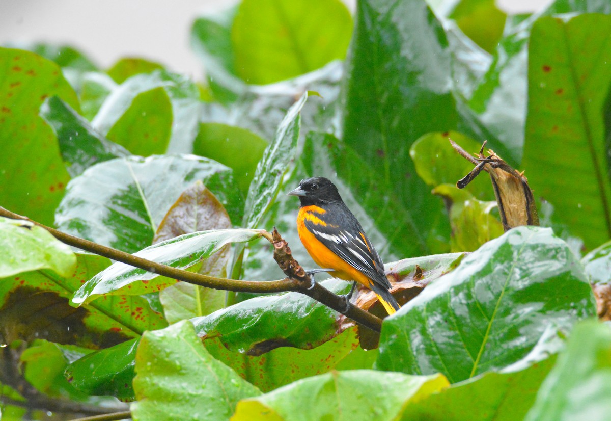 ボルチモアムクドリモドキ - ML646452828