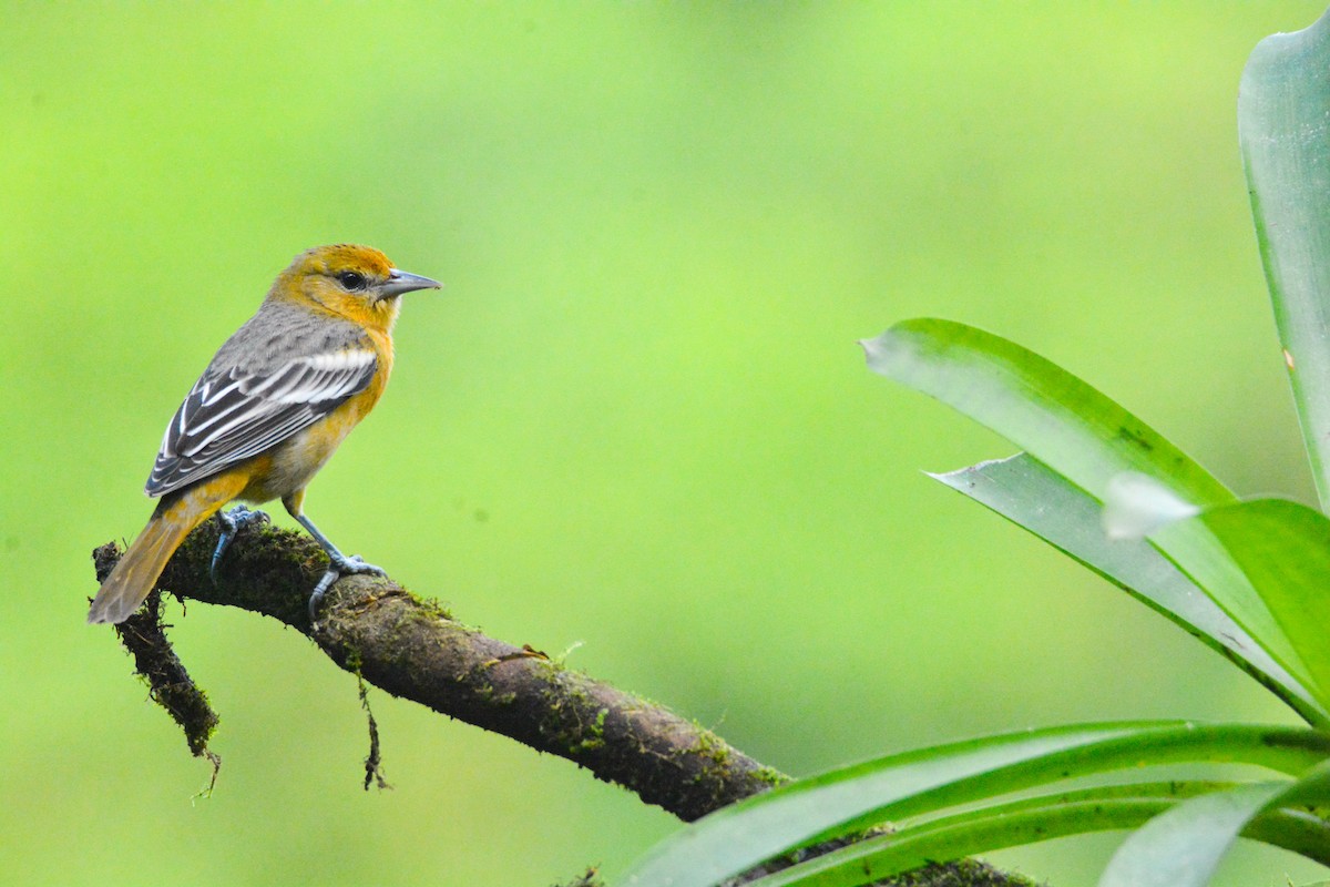 ボルチモアムクドリモドキ - ML646452829