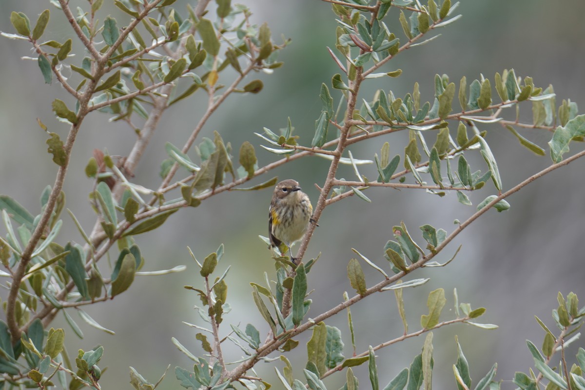 myrteparula - ML646452833