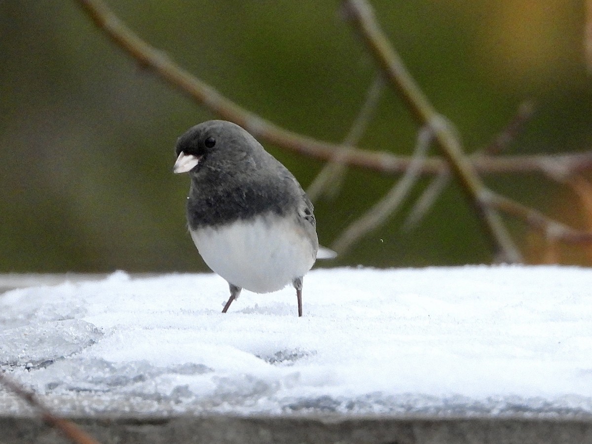 Dark-eyed Junco - ML646452834
