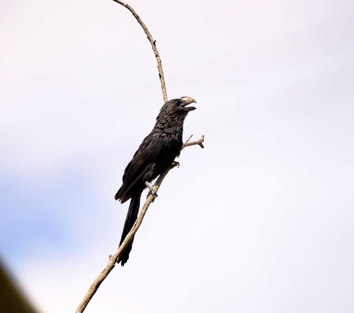 Ані товстодзьобий - ML646452835