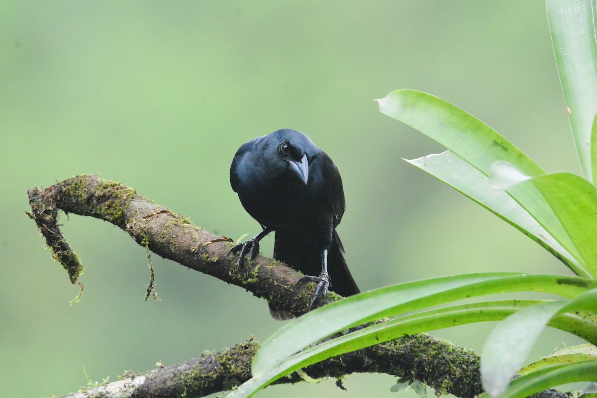 Melodious Blackbird - ML646452836