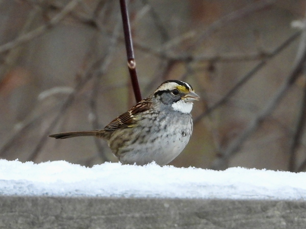 White-throated Sparrow - ML646452838
