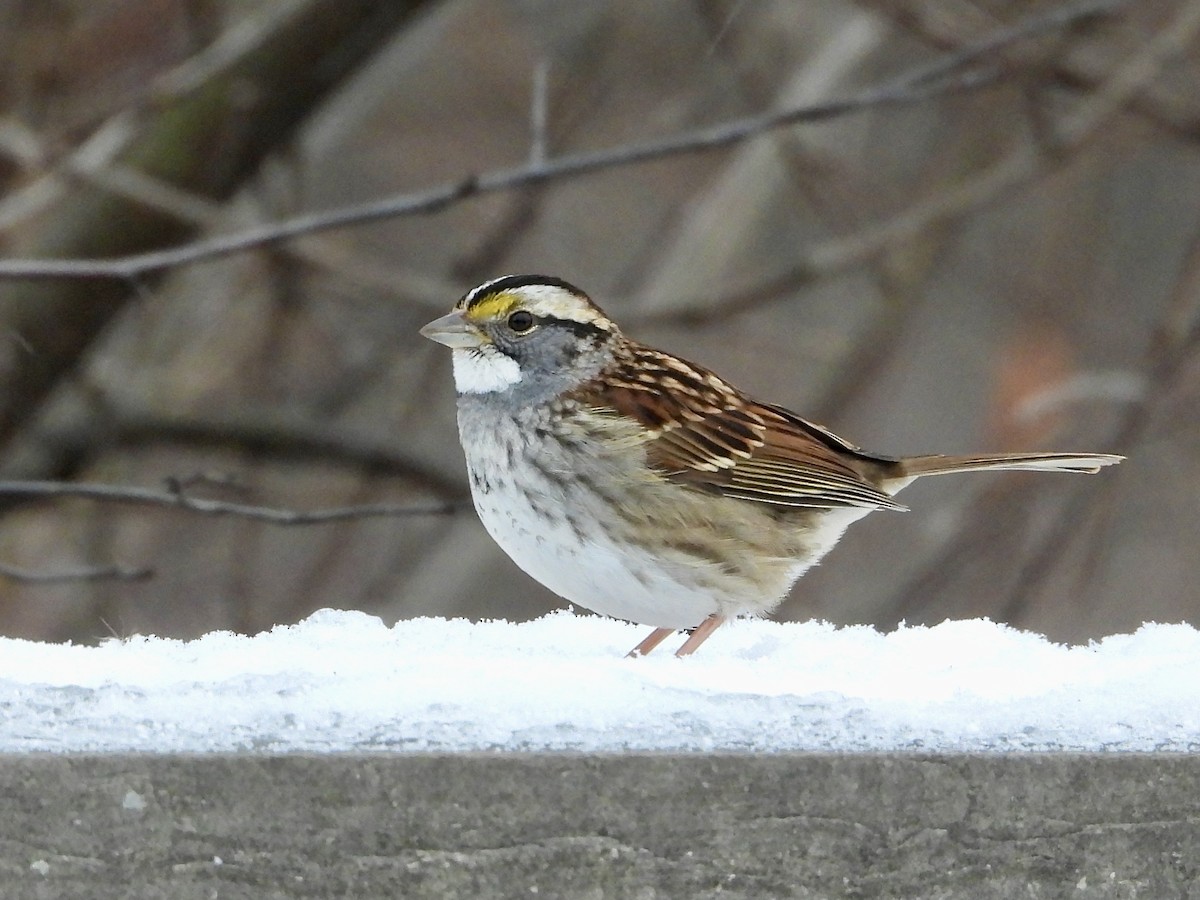 White-throated Sparrow - ML646452839