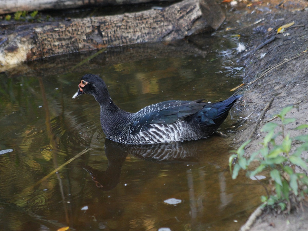 Muscovy Duck (Domestic type) - ML646452843