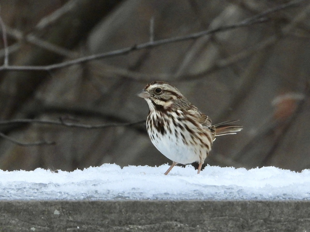 Song Sparrow - ML646452844