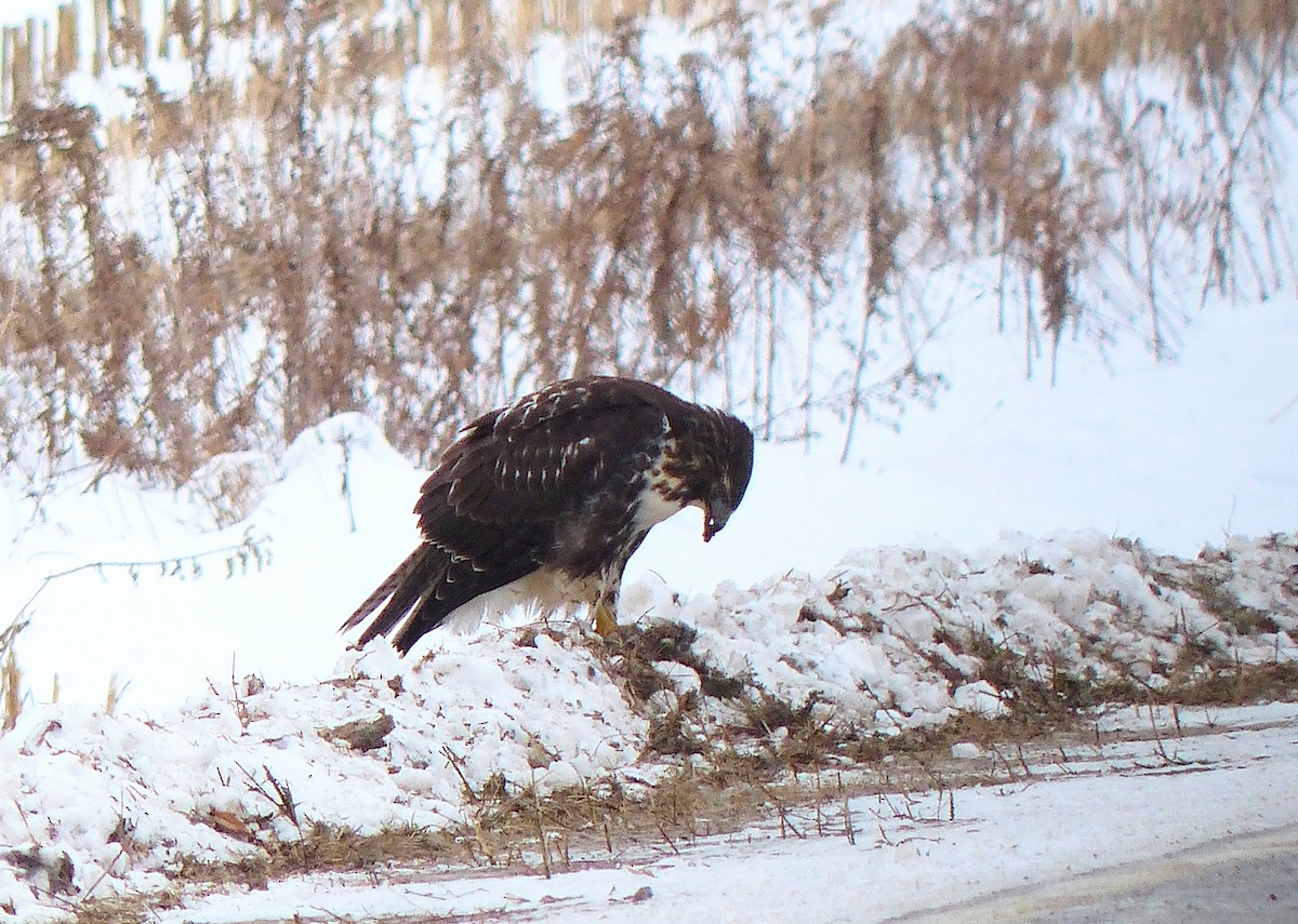 Busardo Colirrojo - ML646452845