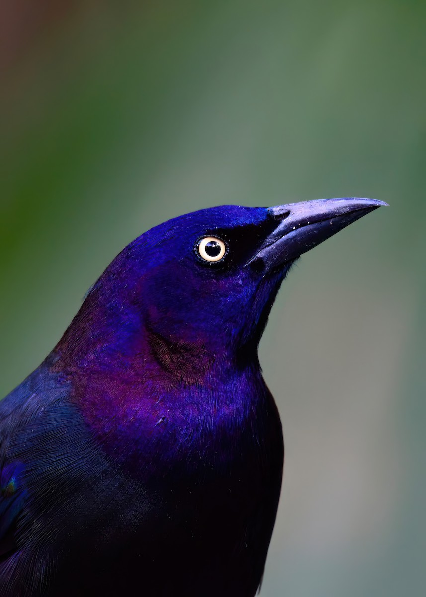 Common Grackle - ML646452850