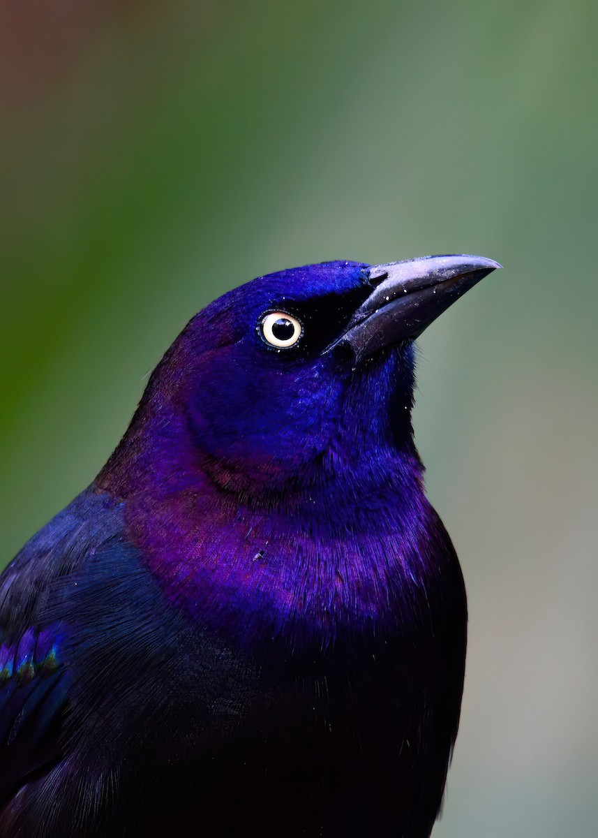 Common Grackle - ML646452851