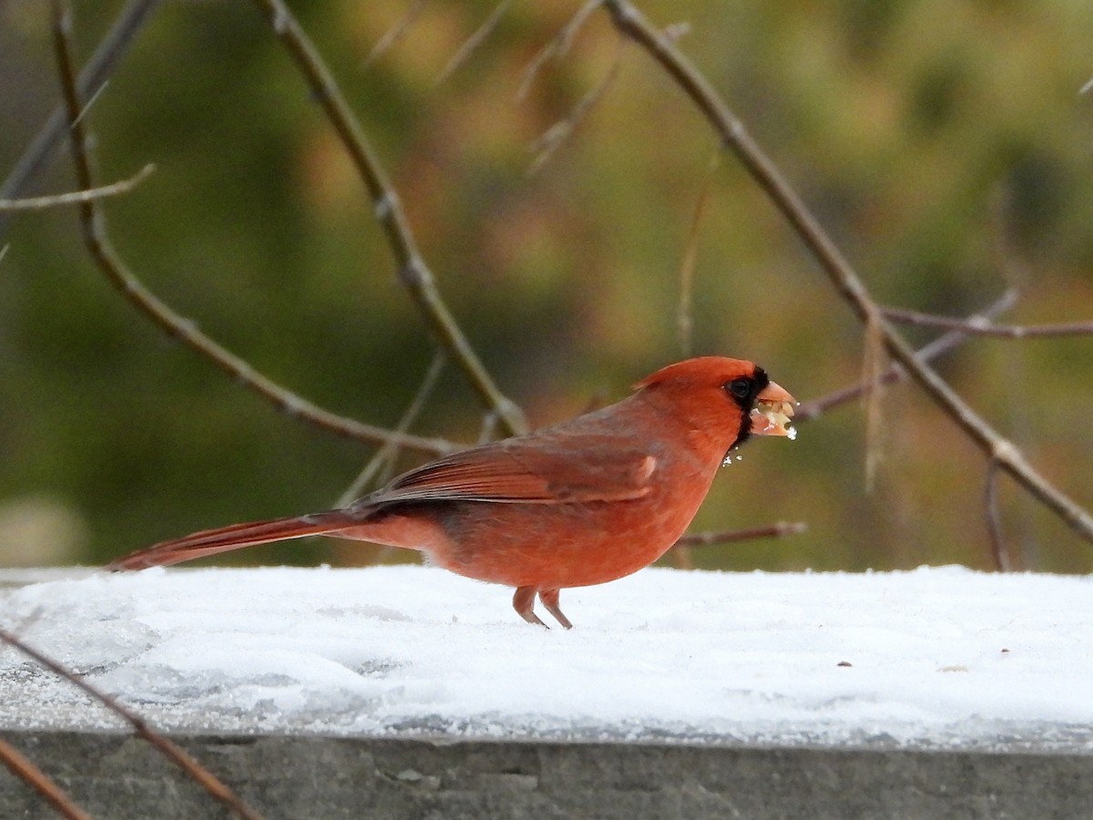 Northern Cardinal - ML646452856