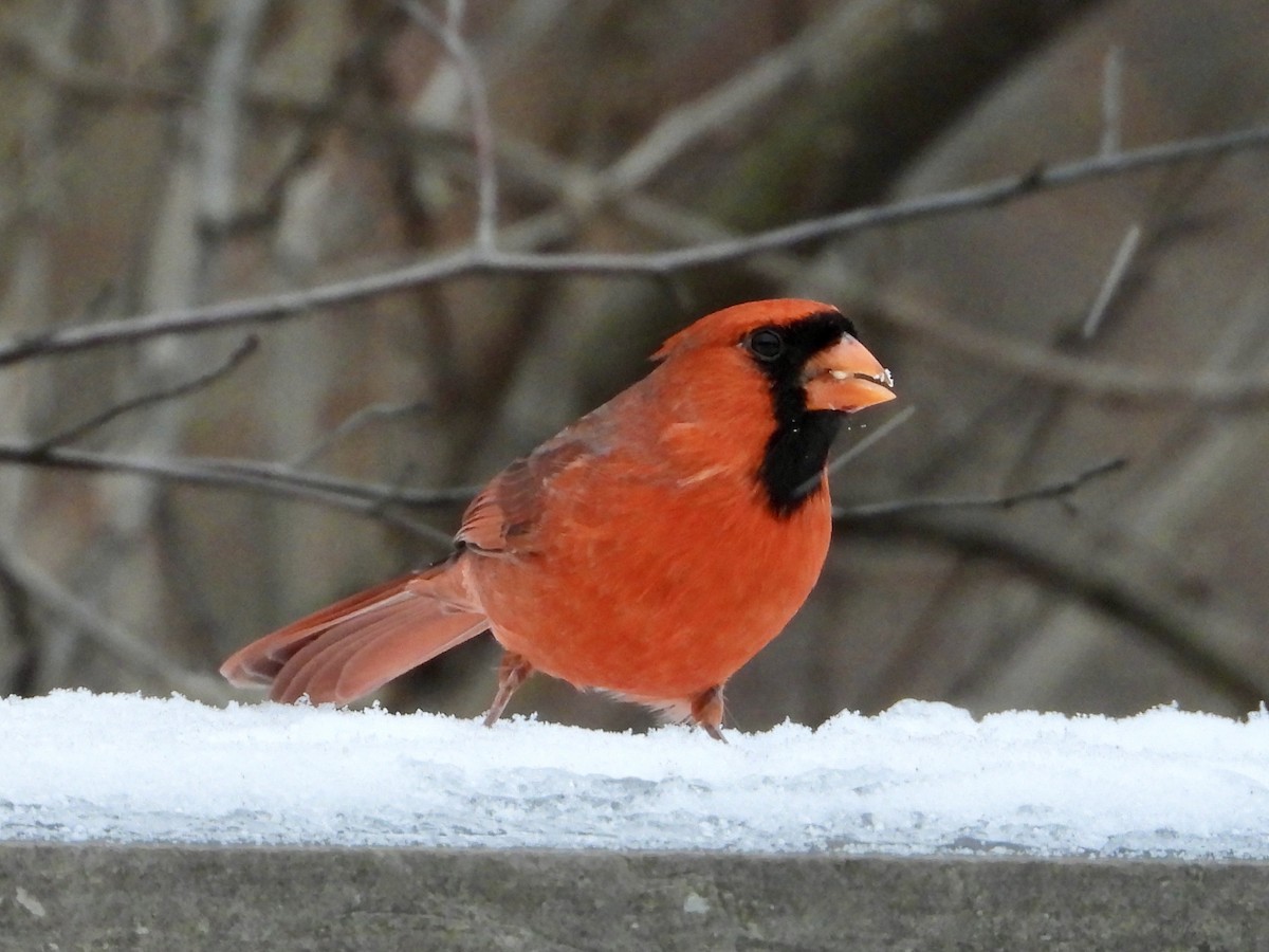 Northern Cardinal - ML646452857