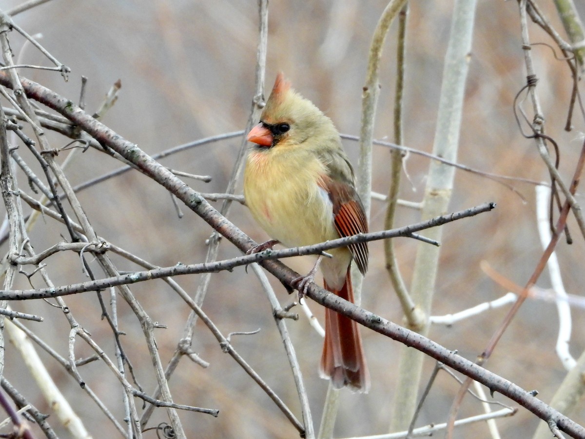 Northern Cardinal - ML646452858