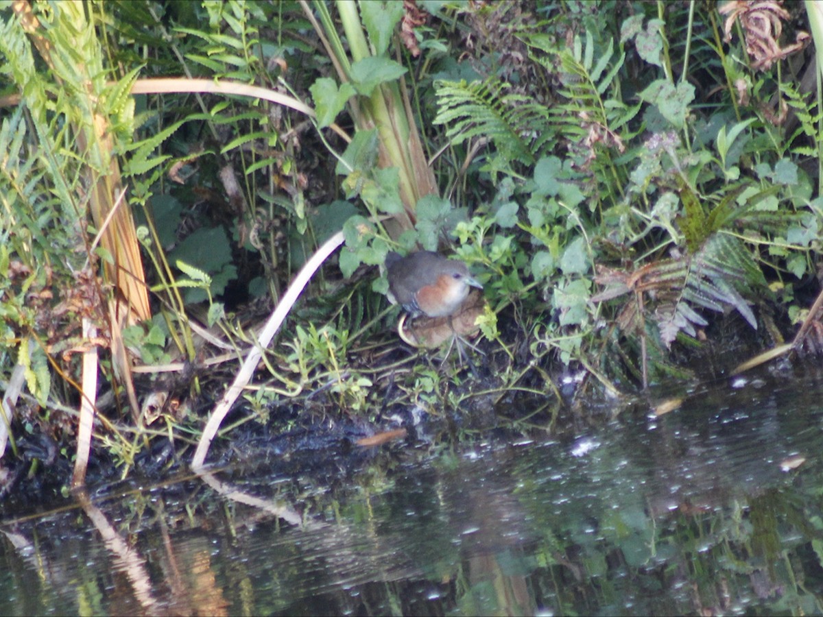 Rufous-sided Crake - ML646452859