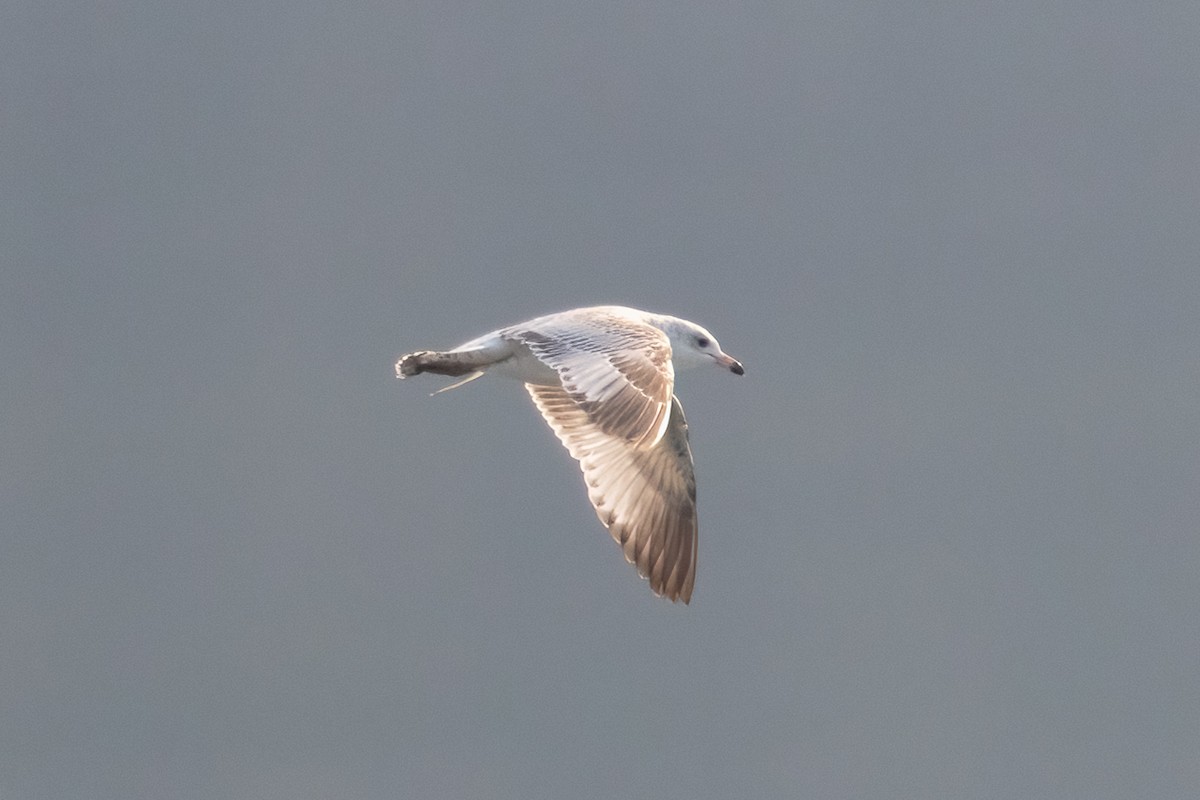 racek kroužkozobý - ML646452860