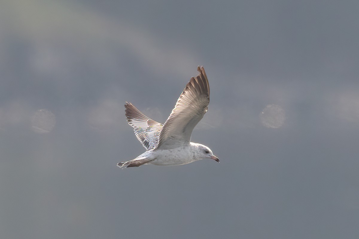 racek kroužkozobý - ML646452861